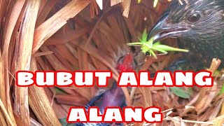 Download Lagu CARA INDUK BUBUT MEMBERI MAKAN ANAKNYA JIKA MASIH BAYI MP3