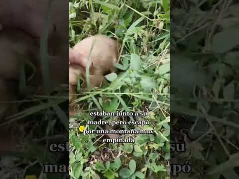 Dos perritos abandonados