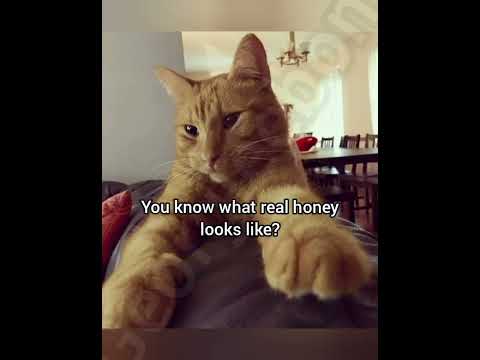 Real Honey Cat Georgieebom Funny Fyp Memes 
