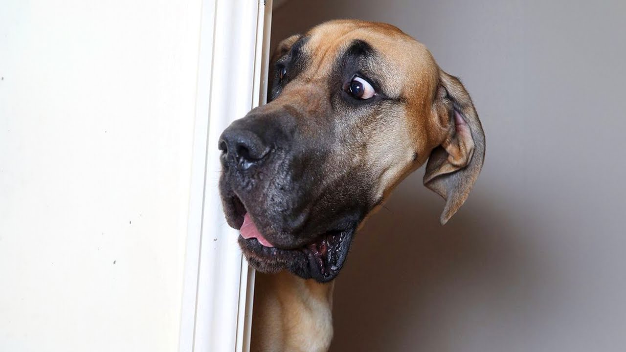 Funny Great Danes Will Make You LAUGH More Than You Imagine YouTube Maxresdefault