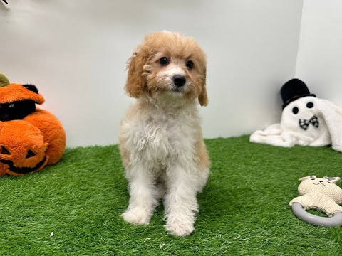 Video Cavapoo
