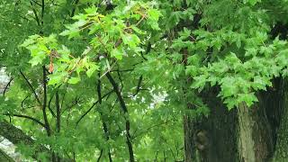 Summer Slow Rain Sound With Video, Raw