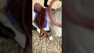 Famous Lizzie’s Dressage lesson with Lavender 🤩 Profile