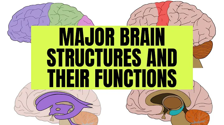 Major Brain Structures and Their Functions thumbnail