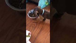 Dog vs bowl #shorts #shortsfeed #funnyanimals #memevideo