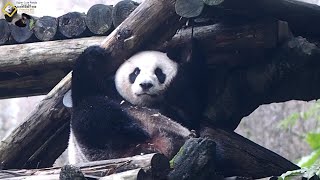 20201009 圓仔刨樹現行犯全都錄 The Giant Panda Yuan Zai