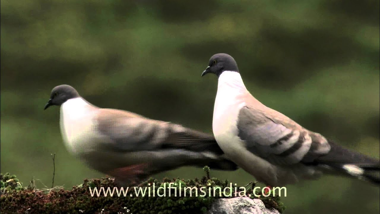 Pair of Snow Pigeons (Columba leuconota) in the high Himalaya 