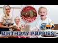PUPPIES FOR BIRTHDAY! Tommy's 3rd Birthday! 🎂 | Ellie and Jared