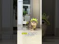cara berjalan kucing yang menggemaskan #cats #catvideos #randomcat #fyp #fyp