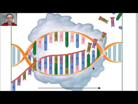 Vídeo: Diferencia Entre La ARN Polimerasa Procariota Y Eucariota
