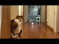 猫ちゃんとローリングタンブラー♪