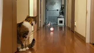 猫ちゃんとローリングタンブラー♪
