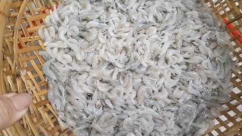 Cách Làm Sạch Râu Tép Không Cần D a o. Kéo rất nhanh 