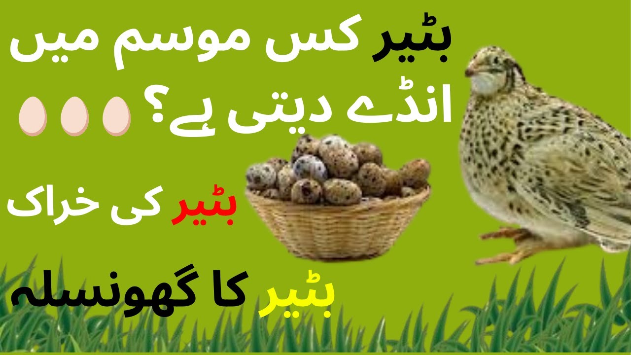 Batair Andy Kab Daty Hn | Batair ko andon py kaisy bethain | Quail All Breeding Information In Urdu