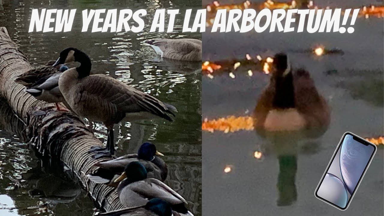CANADIAN GOOSE PARADISE!!! 30+ Sec. of GREAT New Years birding at LA County Arboretum
