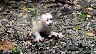 My GOD...!! RR-I-PP.. Newborn Baby Sleep On Earth I Mix Video I Monkeys Clip