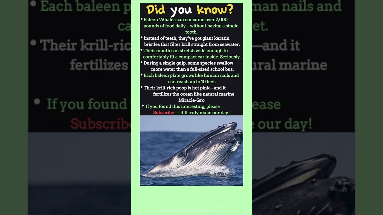 6  Baleen Whale Facts So Massive, They’ll Stretch Your Imagination!