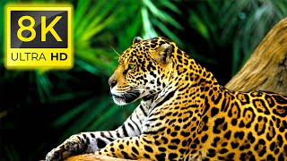 Amazon 8K - Amazon Rainforest Animal Life with 8K ULTRA HD resolution