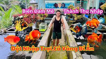 Đột Nhập Trại Cá Vàng Bí Ẩn | Biến Đam Mê Thành Thu Nhập | Betta Sales