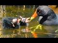 Duck Family? 0513G🦆バンのヒナ誕生！親がカラス撃退や給餌。カルガモ親子も可愛い