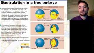 Animal Development Part 1