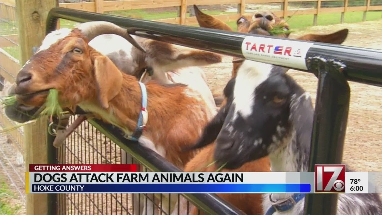 Hoke County forms citizen animal control committee to help with dogs