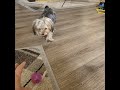 Dash hunts ball