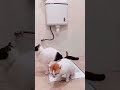 Aag ka gola#Shimti bhawi#Cat#animal#funny#comedy