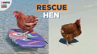 Ex-battery hen living her best life - going surfing, camping and getting blowdries | LOVE THIS!