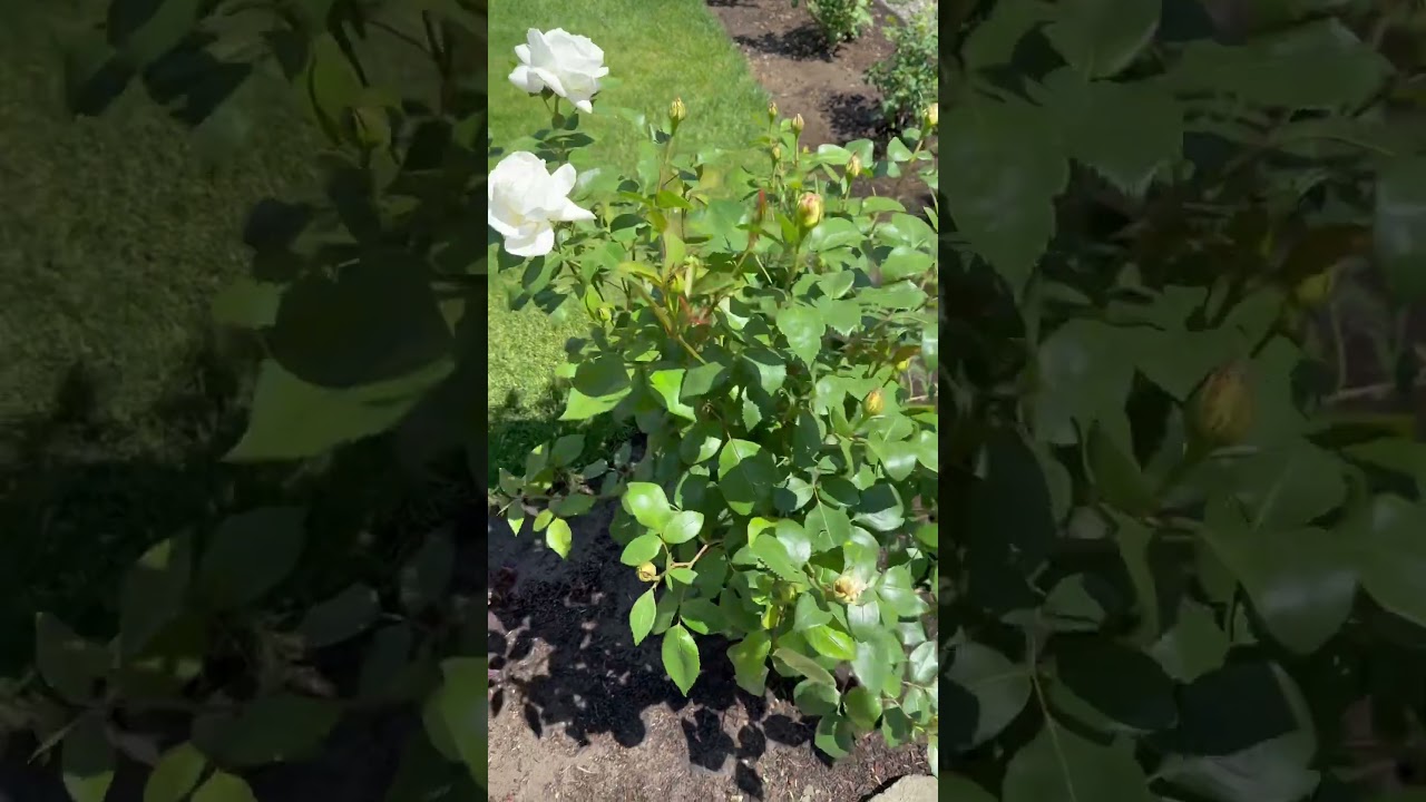 Sugar Moon Hybrid Tea Rose (fragrant/ full sun)