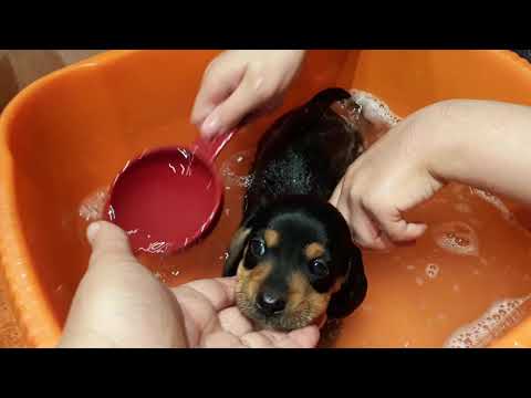 Video: Mitti Dachshund Kuchukchasini Qanday Etishtirish Kerak