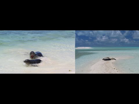 Video: Gecko V Nemocnici Monk Seal Umožňuje Viac Ako Tucet Telefónnych Hovorov