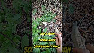 Soğuğa Meydan Okuyan Et Melkisiet Melkisi Infundibulicybe Geotropa