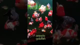 Oranda Goldfish Beauty 🧡 | Fancy Goldfish with Bubble Head! #Shorts
