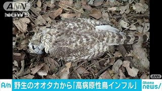 野鳥「オオタカ」の死骸から高病原性鳥インフル検出(18/01/17)