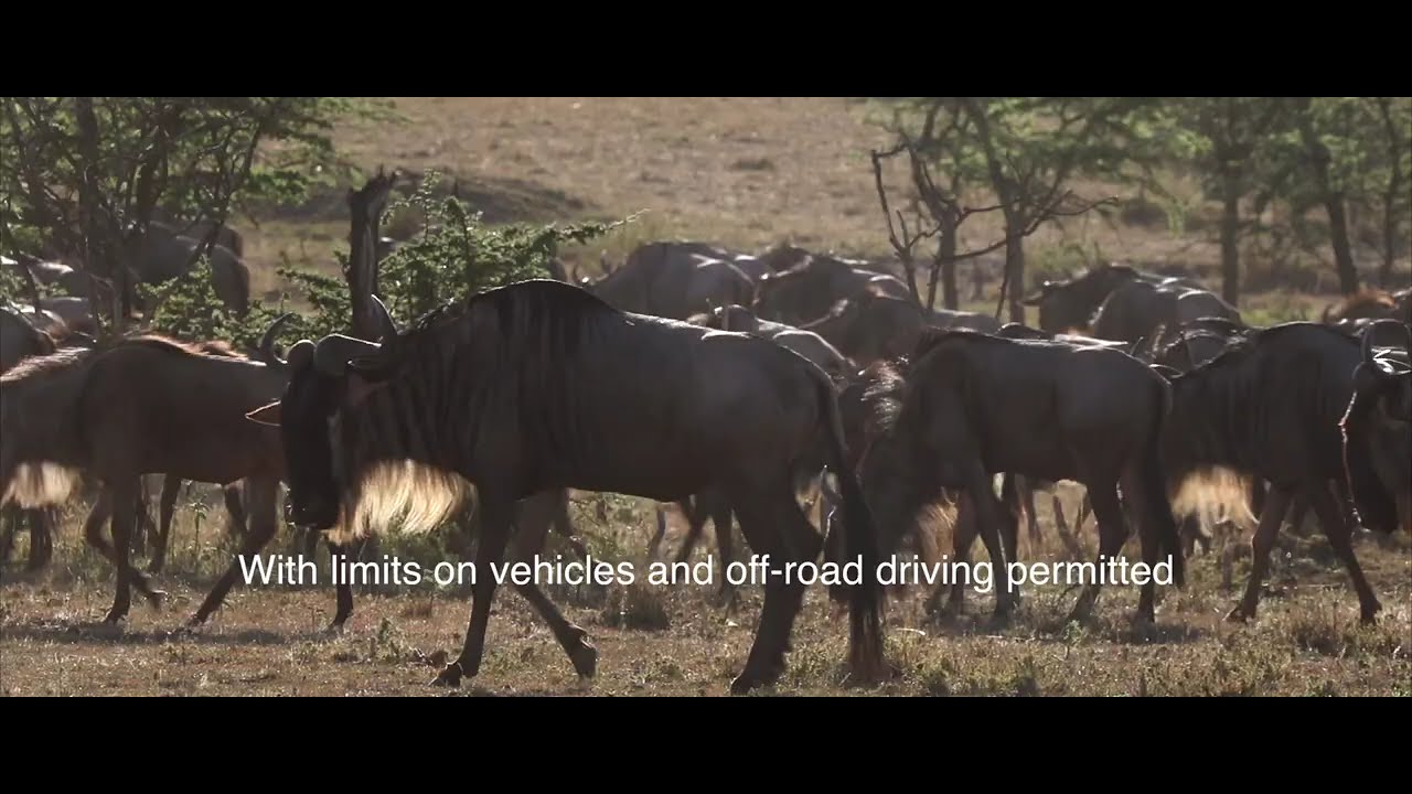 VISIT KENYA : Kicheche Bush Camp