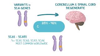 Spinocerebellar Ataxia: Symptoms, Types & Genetic Inheritance