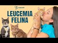 LEUCEMIA FELINA | Transmisión, Síntomas y Prevención - Lauvet