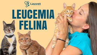 LEUCEMIA FELINA | Transmisión, Síntomas y Prevención  Lauvet