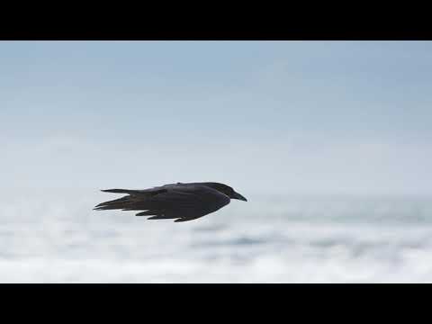 Max Richter - Aria 2 (Pt.1)