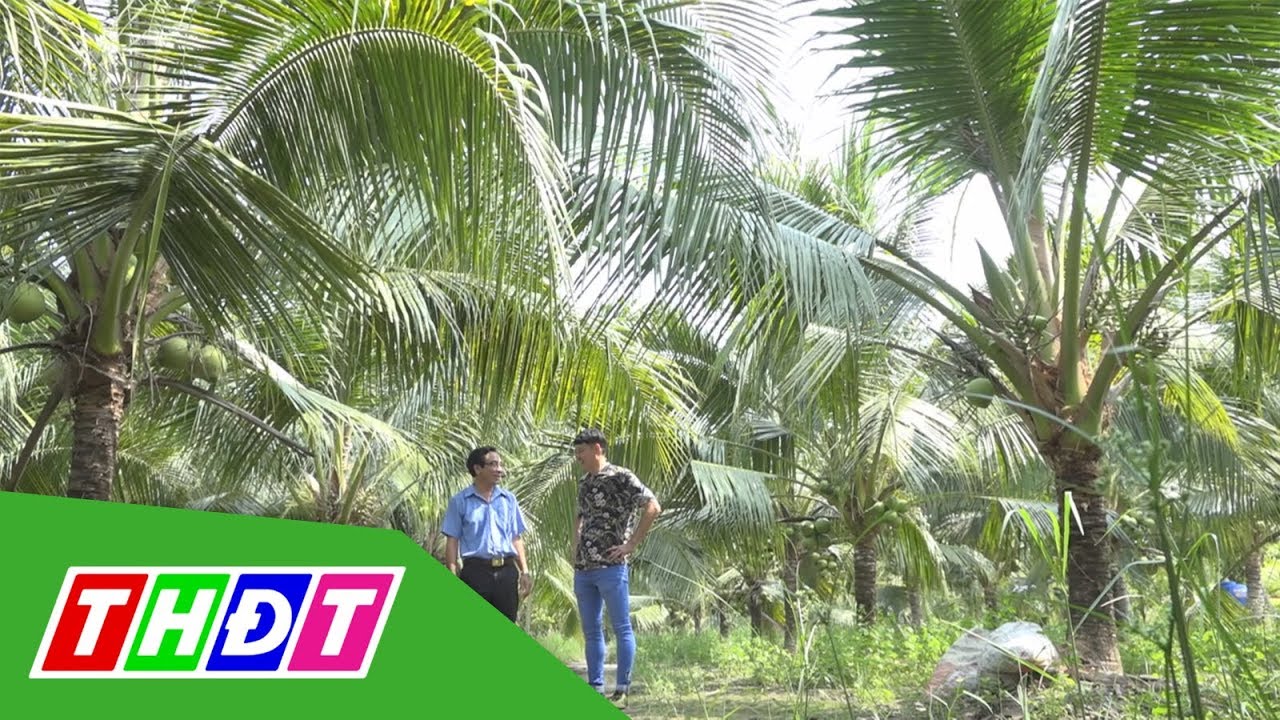 khu du lịch vườn dừa  New Update  Ghé thăm Vườn dừa lớn nhất ở Tràm Chim (Đồng Tháp) | THDT