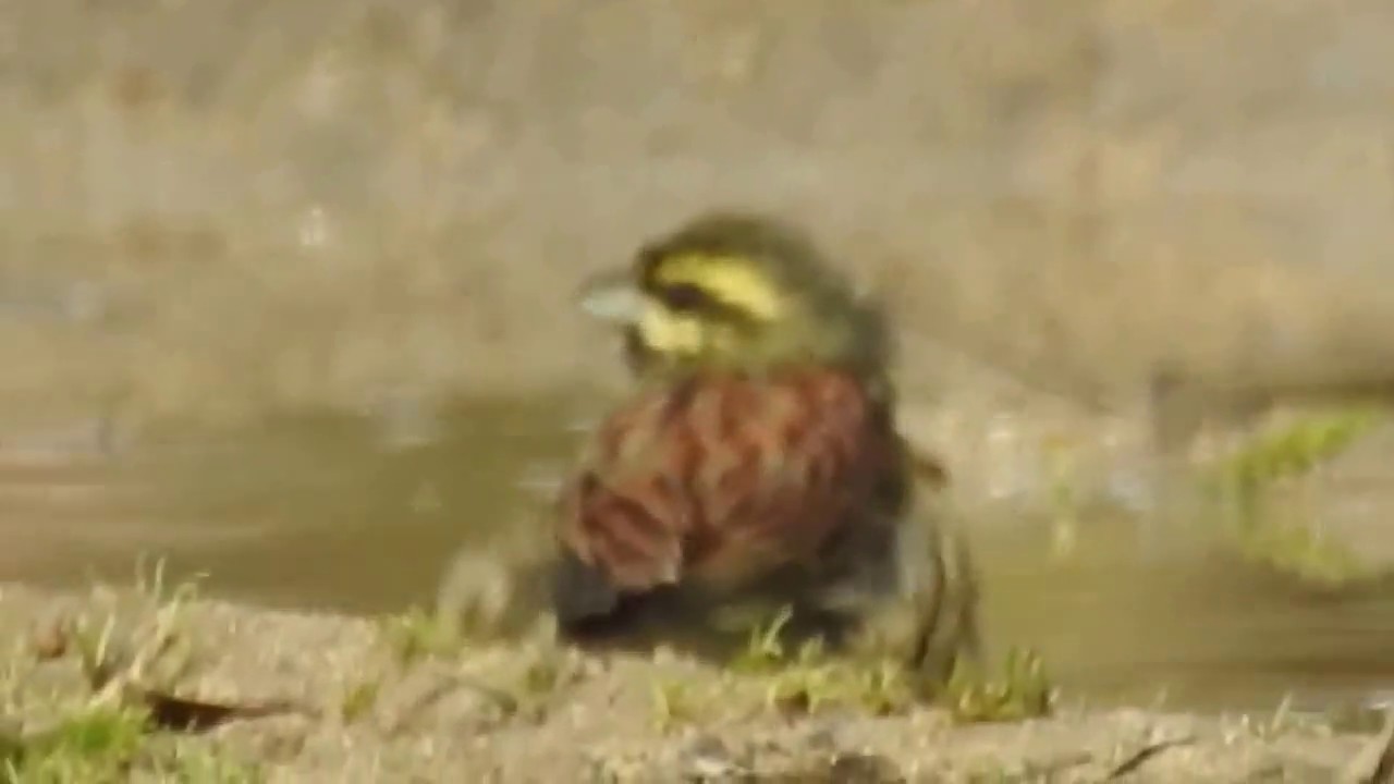 Emberiza cirlus und Serinus serinus beim Baden