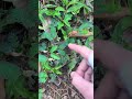 Shy grass