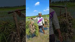 Why Bangladesh Farmers Flood Garlic Fields Before Harvest! 🧄 🤯 #shortsvideo