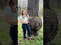 Can you name this tree?? #shorts #shortsfeed #shortvideo