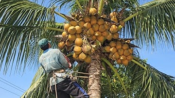 Cưa  cây  dừa  siêu  trái .Sawing  super fruit coconut tree. Cưa  cây  kỷ thuật cao