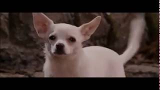 Beverly Hills Chihuahua