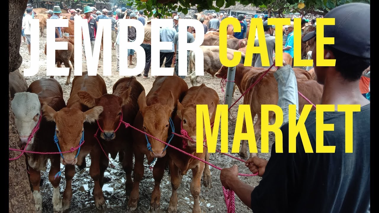  Ambulu  Jember  CATLE MARKET TRADISIONAL INDONESIA 2022 