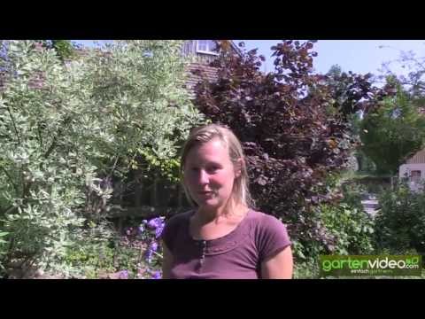 Video: Welche Farbe haben Glockenblumen?