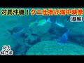 対馬沖磯でクエ仕掛けを見に行ったら…驚愕の世界が広がっていた！